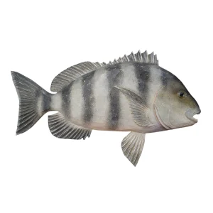 28" Sheepshead