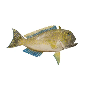 30" Golden Tilefish