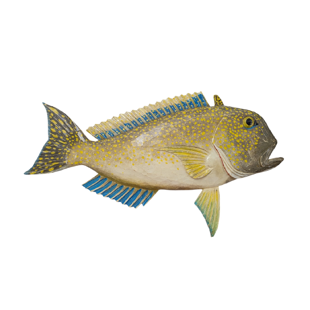 30″ Golden Tilefish