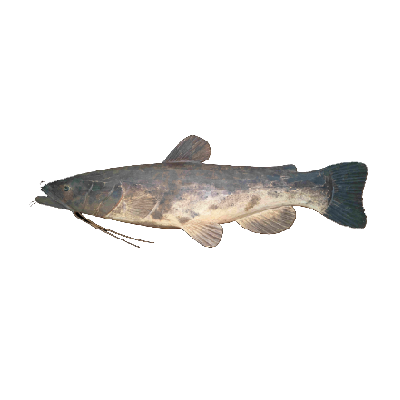 36″ Shovelhead Catfish