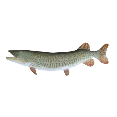 46″ Musky