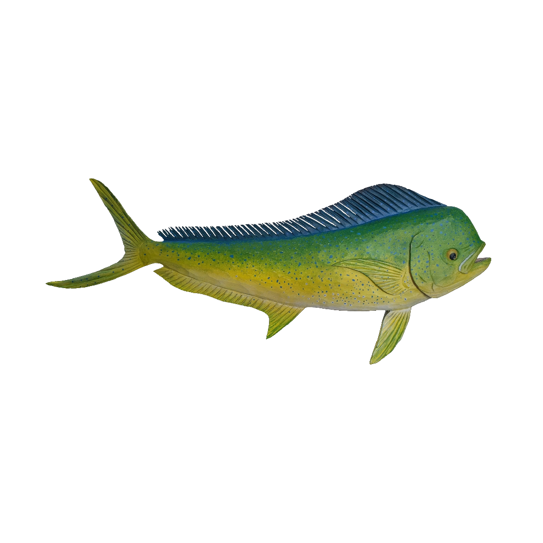 36″ Mahi Right