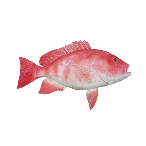 32" Red Snapper