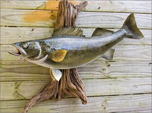 Freshwater Fish Mounts