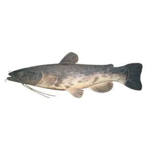 36" Shovelhead Catfish