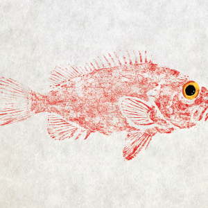 Acadian Redfish Gyotaku Giclee Print 12" x 18". Signed and numbered edition of 50