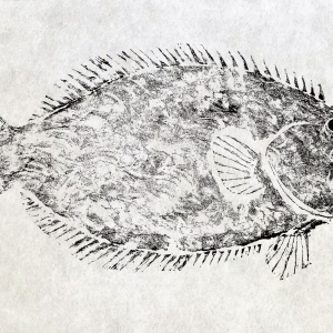 Atlantic Flounder Gyotaku Giclee Print 20" x 30". Signed and numbered edition of 50.