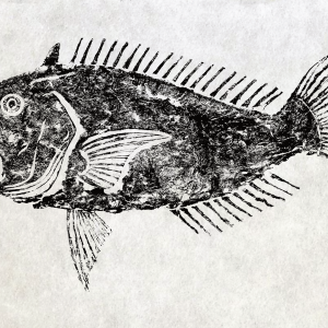 Golden Tilefish Gyotaku Giclee Print 20" x 30". Signed and numbered edition of 50.